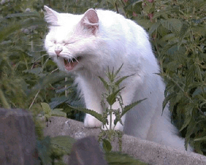 (без названия)