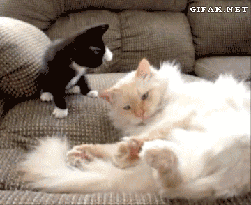 22 Conversations Every Cat Owner Has Had With Their Pet