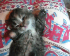 сонные животные (4)