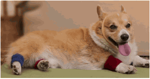 корги самые милые собаки в интернете (10)