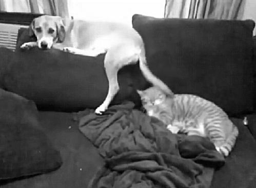 собаки и кошки вместе, смешное коты собаки, кошки собаки гифки, смешные животные