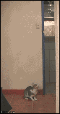 Классные гифки с котами (14 гифок)
