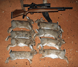 охотничьи кролики австралии