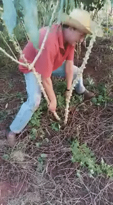 Дачный сезон открыт Дачный сезон открыт