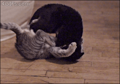 source: imgur.com Котониндзя. Пушистые воины