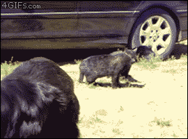 Котониндзя. Новая часть