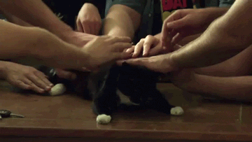 22 Conversations Every Cat Owner Has Had With Their Pet