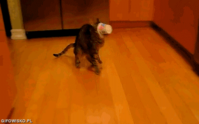 22 Conversations Every Cat Owner Has Had With Their Pet