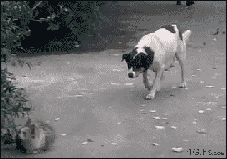 Котониндзя. Новая часть
