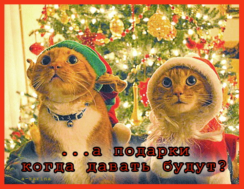 Котоматрицы на Новый год