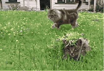 Котониндзя. Новая часть