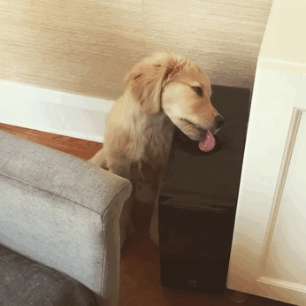 When You Get Caught Licking The Expensive Speaker