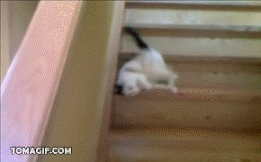 Котониндзя. Новая часть