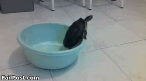 Смешные животные, которые с утра встали не с той ноги животыне не стой ноги, смешные животные gif, уморительные животные, животные ситуации