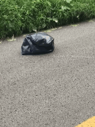 маленький щенок в мусорном пакете