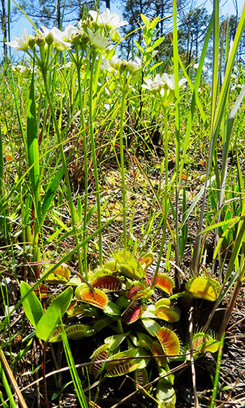 venus flytrap