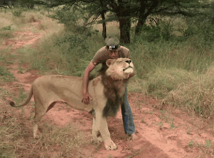 11 лет дружбы между человеком и львом