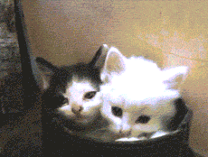 Кототерапия дня