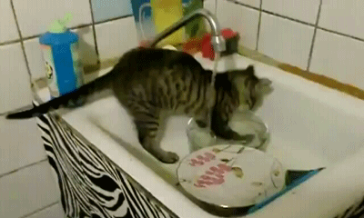 кот моет посуду