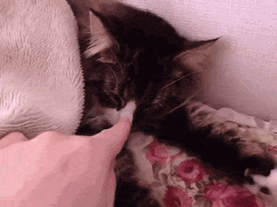 Кот боится щекотки