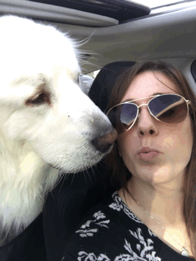 Great Pyrenees