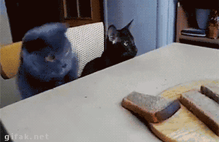 Коты воруют хлеб