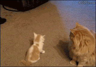 Маленький котенок
