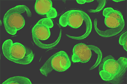 эмбрионы трансгенных рыб под флуоресцентным микроскопом