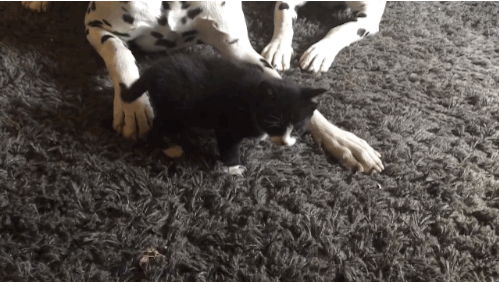 котёнок играет с двумя далматинцами