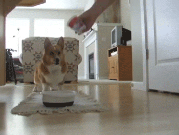 excited-corgi