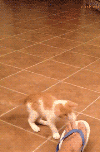 Котониндзя. Прикольные истории