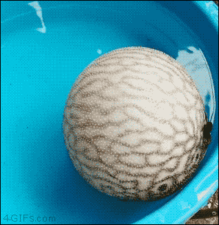Прикольные гифки