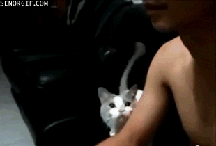 Кот просит, чтоб его погладили