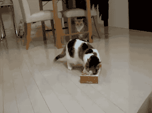 Хозяин, выпусти! коты, фото