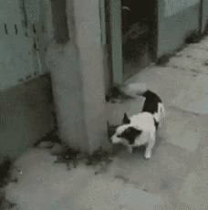 Прикольные гифки