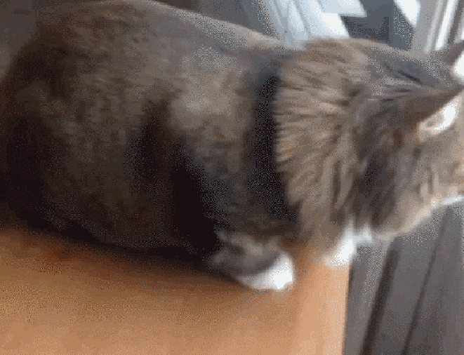 все кошки делают странные вещи