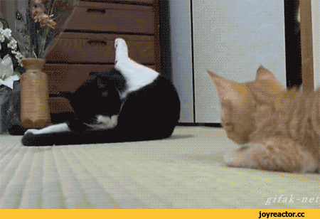 Котики играются