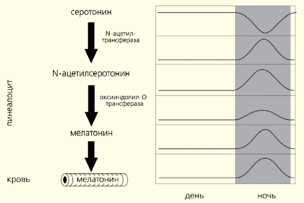 Хронометр жизни. Отчего мы стареем