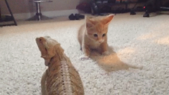 животные, коты, юмор