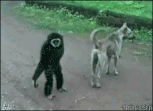 Прикольные анимации