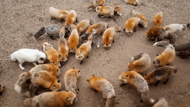 Zao Fox Village, заповедник Zao Fox Village, где можнл поиграть с лисицами, заповедник с лисицами, японский заповедник с лисицами