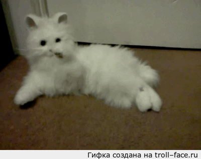 Котик и игрушечная кошка