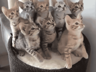 Синхронные котята