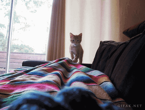 Котенок прыгает