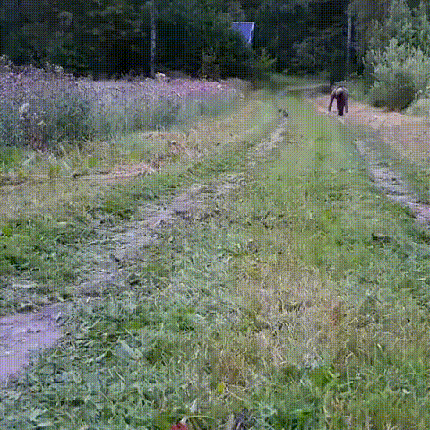 Спринт Спринт