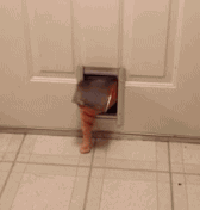Кототерапия