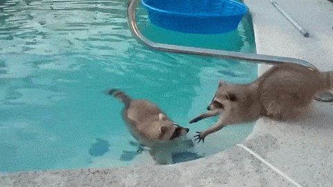 Вэйлон и Вилли, еноты в бассейне, енот не хочет чтобы брат купался, еноты купаются