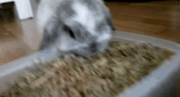 кролик кушает 