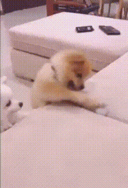 Эти гифки с животными сделают ваш день!