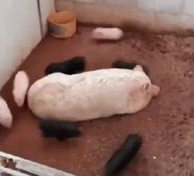 Эти гифки с животными сделают ваш день!